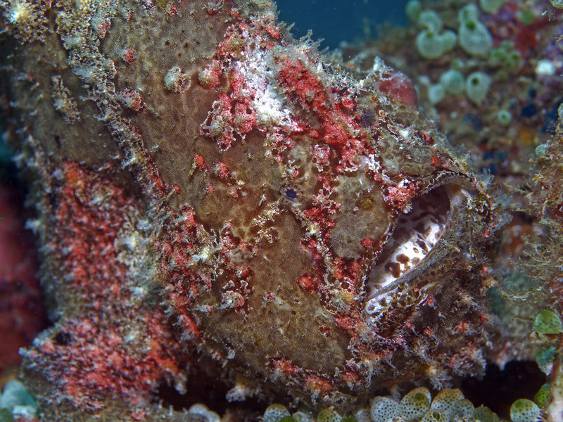 Frogfish, Sabang Wreck